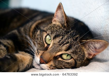 Egyptian Mau cat