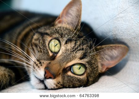Egyptian Mau cat - big eyes