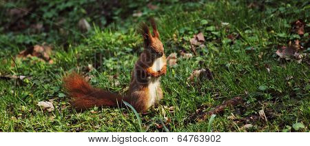 Squirrel