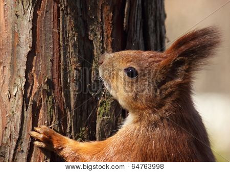 Squirrel