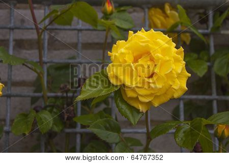 yellow rose on metal fence