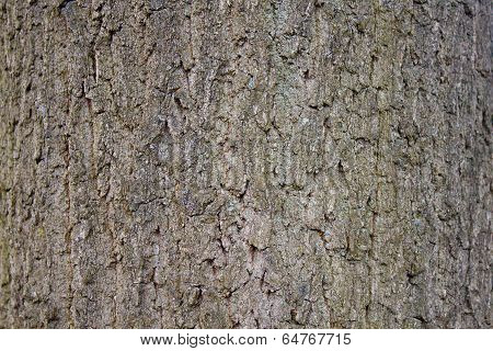 tree strain