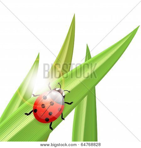 Ladybug An A Blade Of Grass, Illustration
