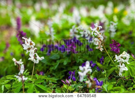 Meadow With Corydalis Flowers Of Different Colors