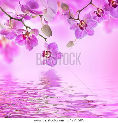 Floral background of tropical orchids and  butterfly