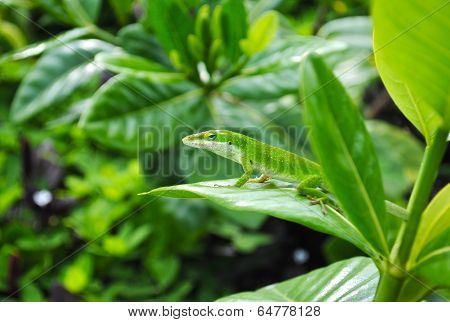 Chameleon on a Leaf