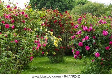 Rosebush