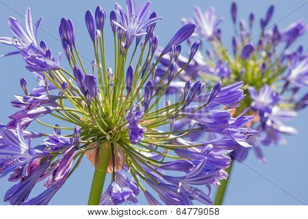 Macro View Of Purple Agapanthus Against A Blue Sky