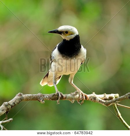 Black-collared Starling Bird (sturnus Nigricollis) Standing On The Branch