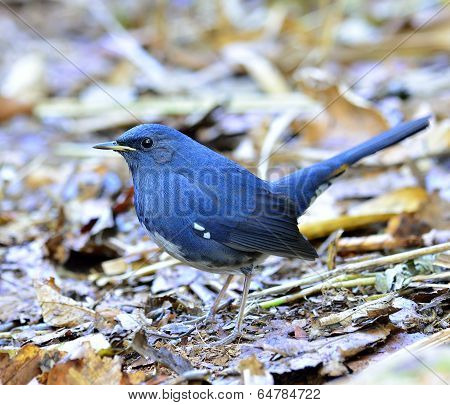Blue Bird, Male Of White-bellied Redstart (hodgsonius Phoenicuroides) Standing On The Messy Ground