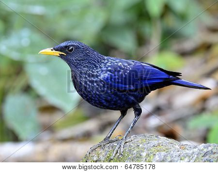 Blue-whistling Thrush (monticola Solitarius) Dark Blue Bird Standing On Log With Green Environment