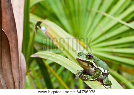 Barking Tree Frog