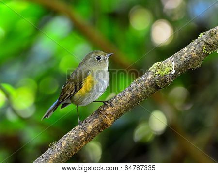Female Of Beautiful Blue Bird Orange-flanked Bush Robin (tarsiger Rufilatus) Or So Called Himalayan