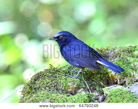 Male Of White-tailed Robin (cinclidium Leucurum) Dark Blue Bird Standing On Mossy Rock With Nice Bac