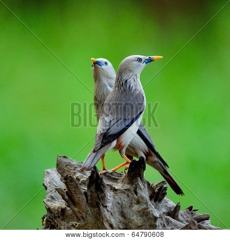Pair Of Chestnut-tailed Starling (sturnus Malabaricus) Love Birds