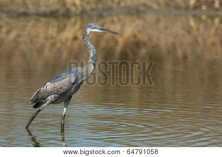 A Western Reef Heron (egretta Gularis) With Strange Half Light Half Dark  Plumage