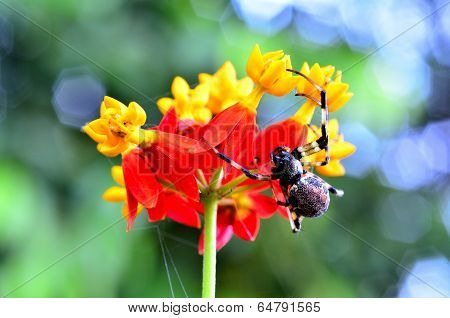 Spider And Flower