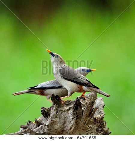 Sweet Birds with Pair of Chestnut-tailed Starling (Sturnus malabaricus)