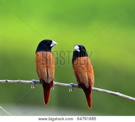 Sweet Pair of Black-headed Munia bird perching together on the branch with clear green background