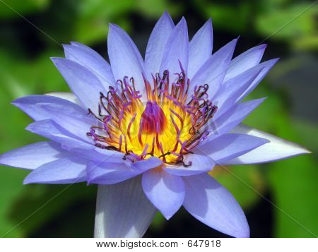 Wasser Lilly