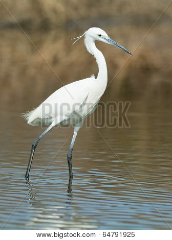 A White Western Reef Heron (egretta Gularis) Standing In Shallow Water