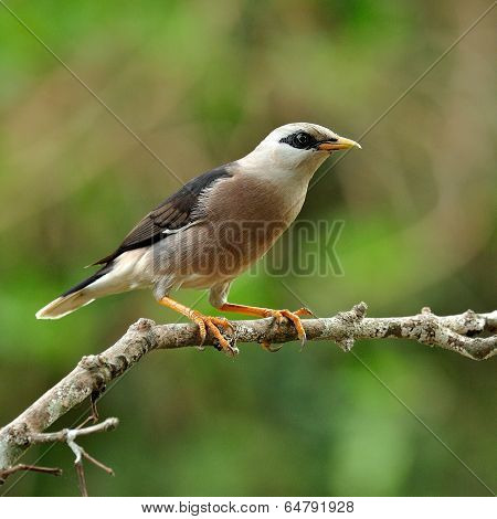 Venus-breasted Starling Bird (sturnus Burnammicus) Perching On The Branch With Lovely Actions