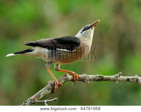 Venus-breasted Starling Bird (sturnus Burnammicus) Standing On The Branch With Lovely Actions