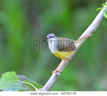 Yellow-bellied Prinia Bird (prinia Flaviventris) Looks Toward With Nice Eyes
