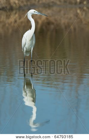 A White Western Reef Heron (egretta Gularis) With Reflection