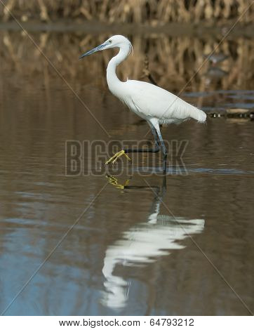 A White Western Reef Heron With Foot Raised Reflected In Shallow Water