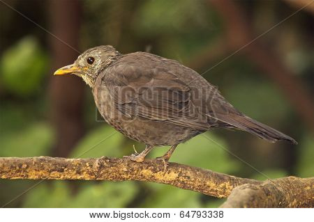 Blackbird Hunched Up