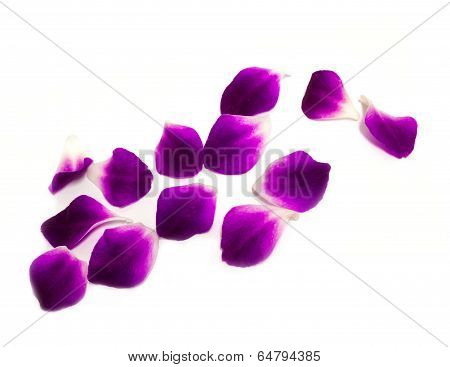 Orchid on white background
