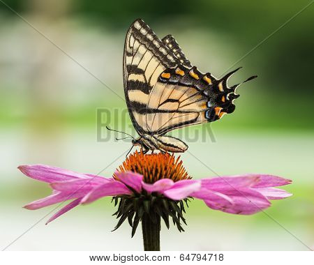 Tiger Swallowtail On Coneflower