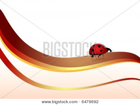 coccinella