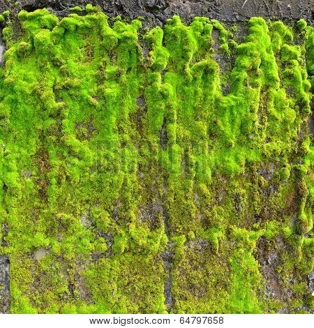 Moss On Wall