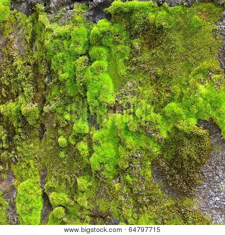Moss On Wall