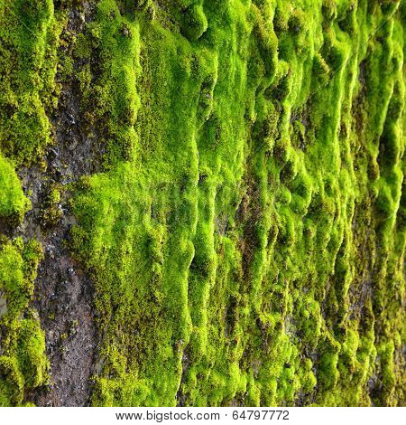 Moss On Wall