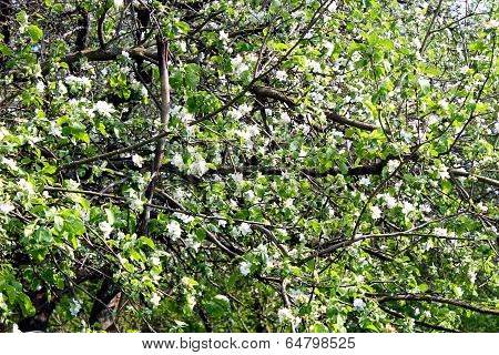 blossom apple tree
