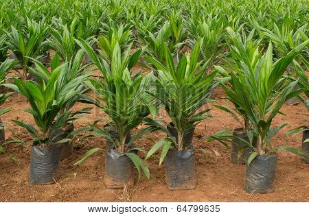 Oil palm sapling in Thailand