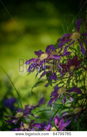 Clematis