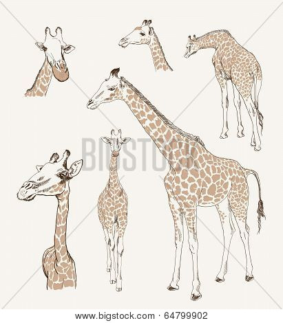 wild animals. giraffe