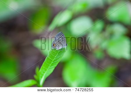 A Grey Spotted Butterfly Perches On A Green Leaf
