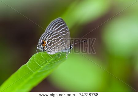 A Grey Spotted Butterfly Perches On A Green Leaf