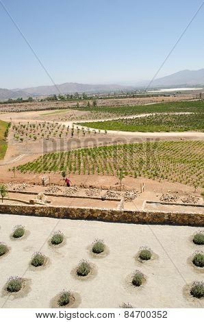 ENSENADA, BAJA CALIFORNIA, MEXICO- MARCH 21, 2015: View of a vineyard at Valle de Guadalupe. Ensenada, Baja California, México. 90% of Mexico's wine comes from this region.