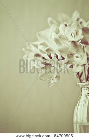 Freesia flowers