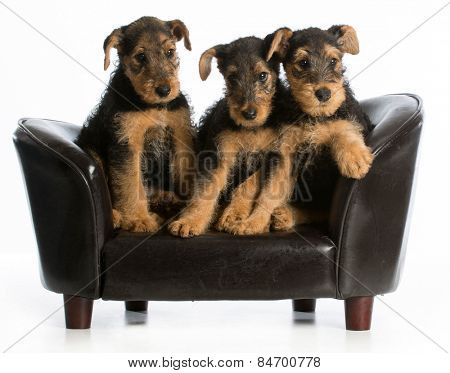 airedale terrier litter sitting on a dog couch on white background