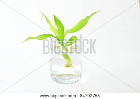 Bamboo sprout standing in water