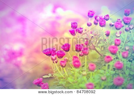 Pink flower (purple flower) in a meadow