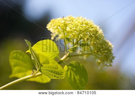 Smooth Hydrangea (hydrangea Arborescens)