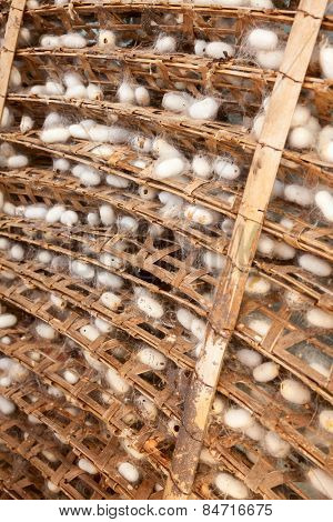 Frame with silkworm cocoons at a silk factory
